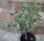 Питоспорум вариегатен (Pittosporum)