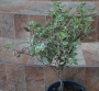 Питоспорум вариегатен (Pittosporum)