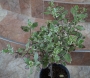 Питоспорум вариегатен (Pittosporum)