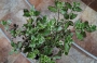 Питоспорум вариегатен (Pittosporum)