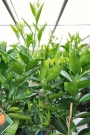 Портокал (Citrus sinensis Lane Late)