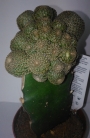 Присадка Сулкуребуция и Еуфорбия (Graft Sulcorebutia and Euphorbia)