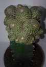 Присадка Сулкуребуция и Еуфорбия (Graft Sulcorebutia and Euphorbia)