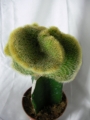 Борзикактус кристата, Присадка кактус (Borzicactus cristata, crafts)