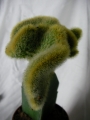 Борзикактус кристата, Присадка кактус (Borzicactus cristata, crafts)