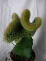 Борзикактус кристата, Присадка кактус (Borzicactus cristata, crafts)