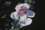 Простантера (Prostanthera rotundifolia Rosea)