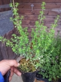 Простантера (Prostanthera rotundifolia Rosea)