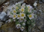 Пулсатила, котенце, съсънка (Pulsatilla vulgaris)