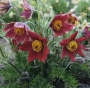 Пулсатила, котенце, съсънка (Pulsatilla vulgaris pink Anemone vulgaris white)