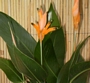 Хеликония (Heliconia Olympic Dream)