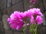 Лихнис вискария (Lychnis viscaria splendens plena)