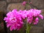 Лихнис вискария (Lychnis viscaria splendens plena)