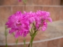 Лихнис вискария (Lychnis viscaria splendens plena)