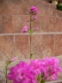 Лихнис вискария (Lychnis viscaria splendens plena)