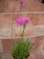 Лихнис вискария (Lychnis viscaria splendens plena)