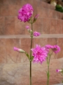 Лихнис вискария (Lychnis viscaria splendens plena)