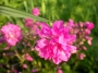 Лихнис вискария (Lychnis viscaria splendens plena)