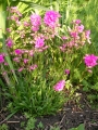 Лихнис вискария (Lychnis viscaria splendens plena)