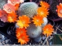 Ребуция, айлостера (Rebutia (Aylostera), Rebutia muscula, Rebutia fiebrigii)