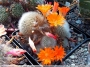 Ребуция, айлостера (Rebutia (Aylostera), Rebutia muscula, Rebutia fiebrigii)