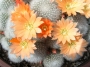 Ребуция, айлостера (Rebutia (Aylostera), Rebutia muscula, Rebutia fiebrigii)