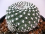 Ребуция кранзиана (Rebutia krainziana var. leonus)