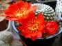 Ребуция кранзиана (Rebutia krainziana var. leonus)