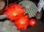 Ребуция кранзиана (Rebutia krainziana var. leonus)