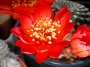 Ребуция кранзиана (Rebutia krainziana var. leonus)