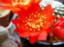 Ребуция кранзиана (Rebutia krainziana var. leonus)