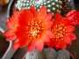 Ребуция кранзиана (Rebutia krainziana var. leonus)