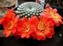 Ребуция кранзиана (Rebutia krainziana var. leonus)