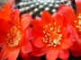 Ребуция кранзиана (Rebutia krainziana var. leonus)