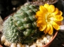Ребуция (Rebutia marsoneri)