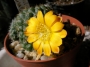 Ребуция (Rebutia marsoneri)