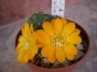 Ребуция (Rebutia marsoneri)