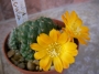 Ребуция (Rebutia marsoneri)