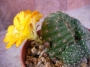 Ребуция (Rebutia marsoneri)