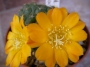 Ребуция (Rebutia marsoneri)