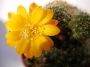 Ребуция (Rebutia marsoneri)