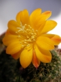 Ребуция (Rebutia marsoneri)