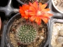 Ребуция (Rebutia)
