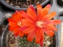 Ребуция (Rebutia)