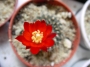 Ребуция (Rebutia)