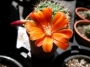 Ребуция (Rebutia)