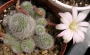 Ребуция (Rebutia)