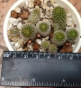 Ребуция (Rebutia)
