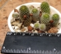 Ребуция (Rebutia)