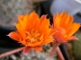 Ребуция (Rebutia flavissima)